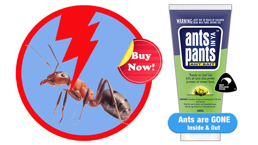 Ants In Ya Pants gets rid of those queens and their nests