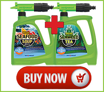 Seaweed Tea and Seafood Soup - Buy Now