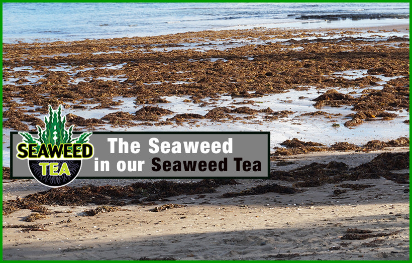 Check out why our Seaweed Tea is so Good