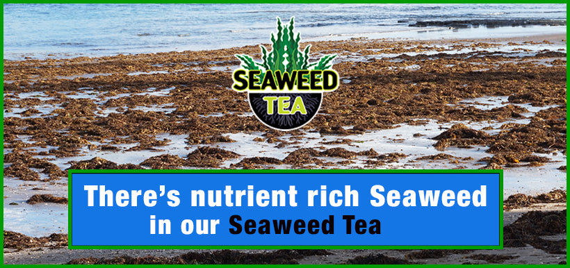 Seaweed Tea is the best vaccination to help your plants resist pest attack and disease