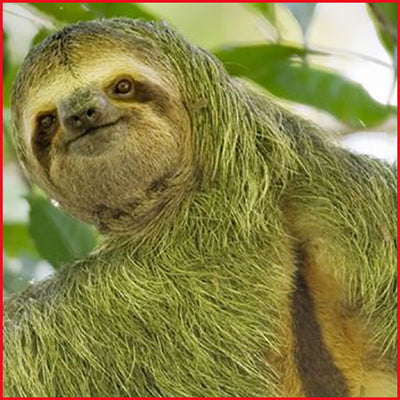 Sloths Grow Moss Because They Move So Slowly