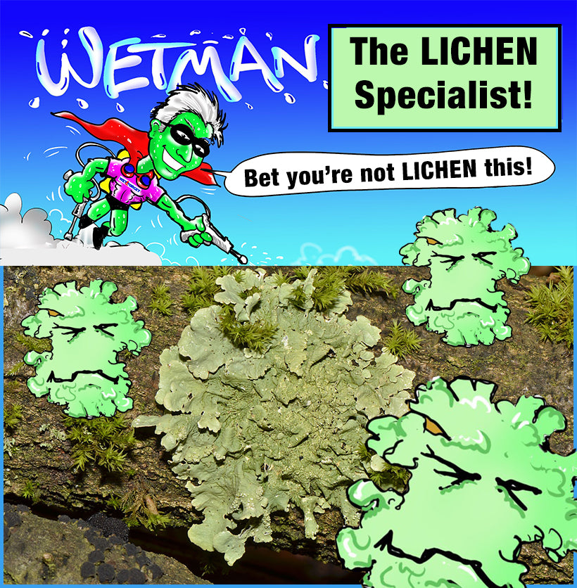 22+ How To Pronounce Lichens