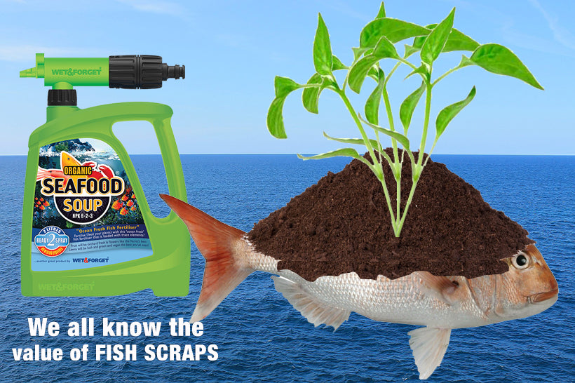 Fish scraps are great for the garden