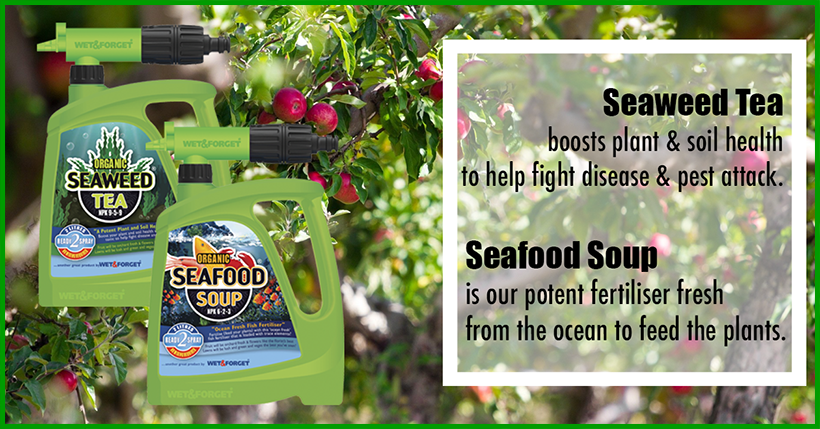 Seafood Soup and Seaweed Tea are simply the best gardening tools you could ever have