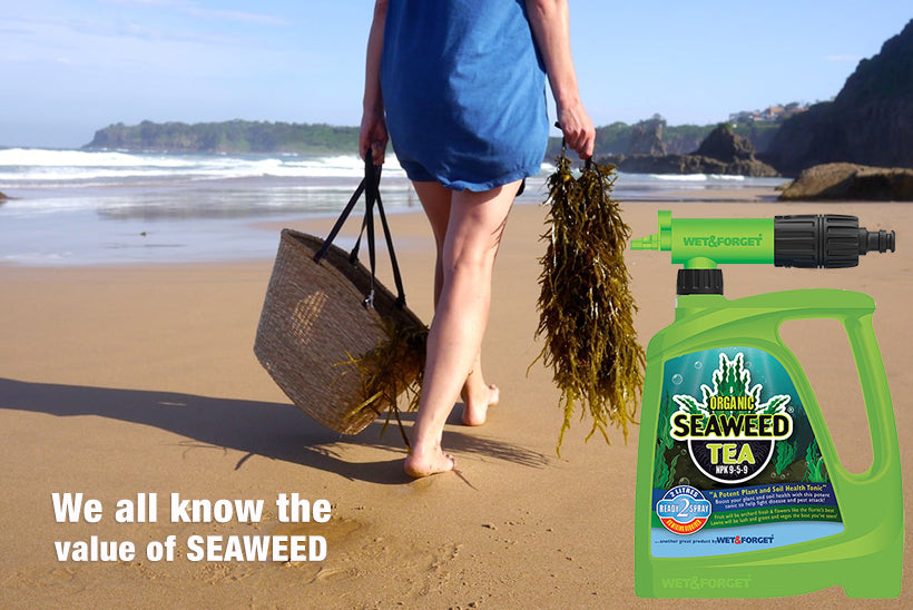 Seaweed Tea is nature's plant bodyguard