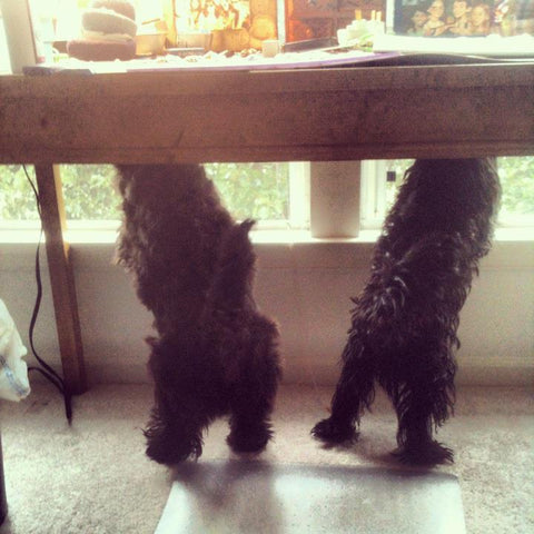 Scottish terriers on their hind legs under a desk