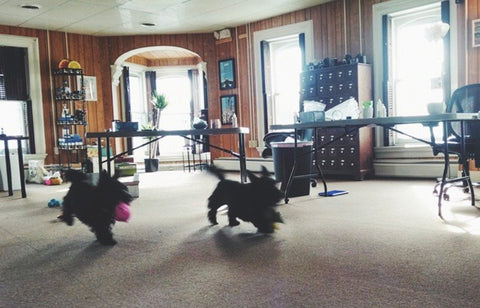 Yugen Tribe studio with 2 running scottish terriers