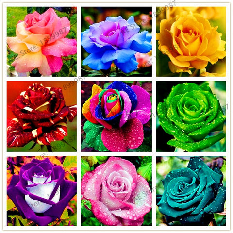 rainbow roses garden