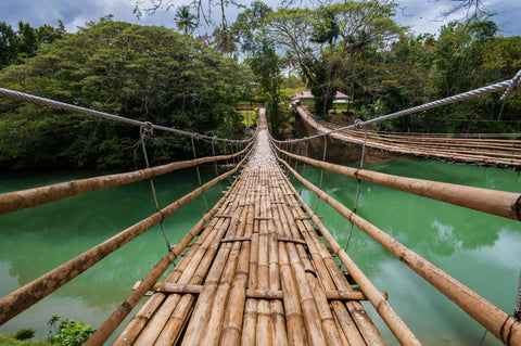 15 fun facts about bamboo – Miik