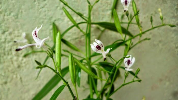 Organic Andrographis (Kalmegh) Powder - Andrographis Paniculata – Sewanti