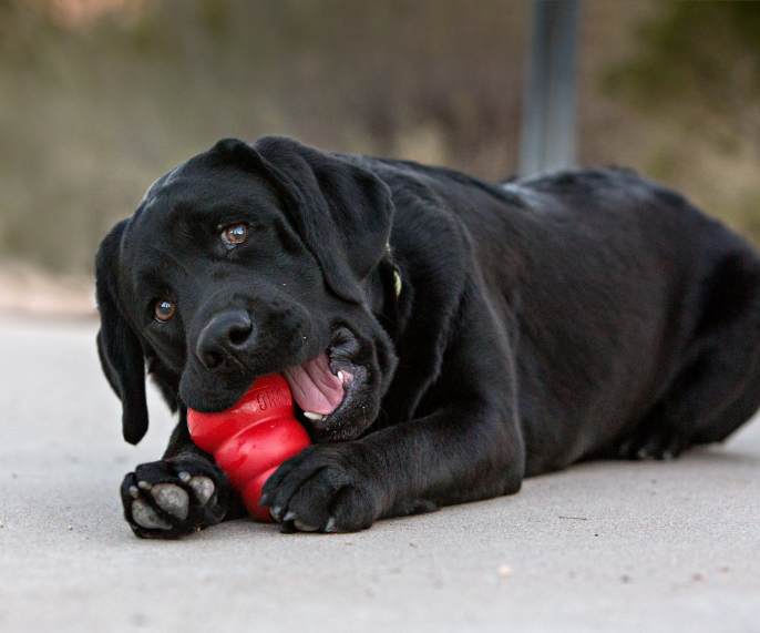 kong dog chews