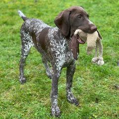 Fetch and tug provides your dog with enrichment