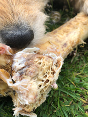 Ostrich bone dog chew