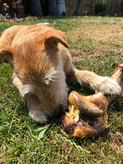 Ostrich bone dog chew