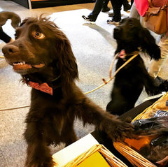 Some canine visitors to our stand at Crufts