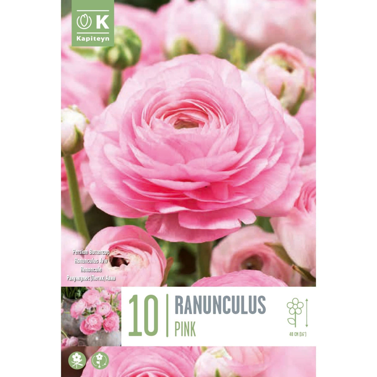 Ranunculus Aviv Pink Persian Buttercup (10 Bulbs) — Mid Ulster Garden  Centre (Hortus Vitae Ltd)