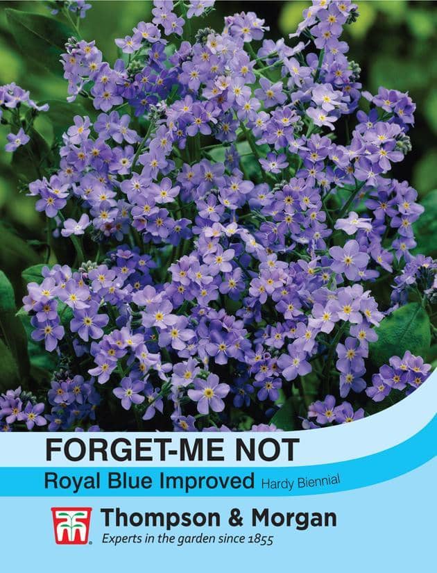 Thompson Morgan Forget Me Not Royal Blue Improved Mid Ulster Garden Centre Hortus Vitae Ltd