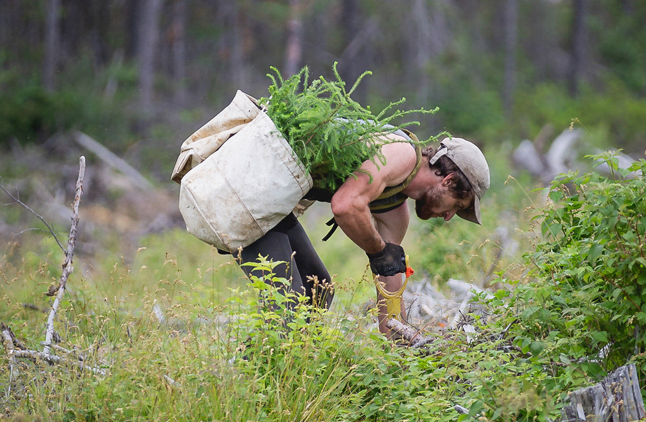 A worker plants new trees along a plot of land to reintroduce forest coverings