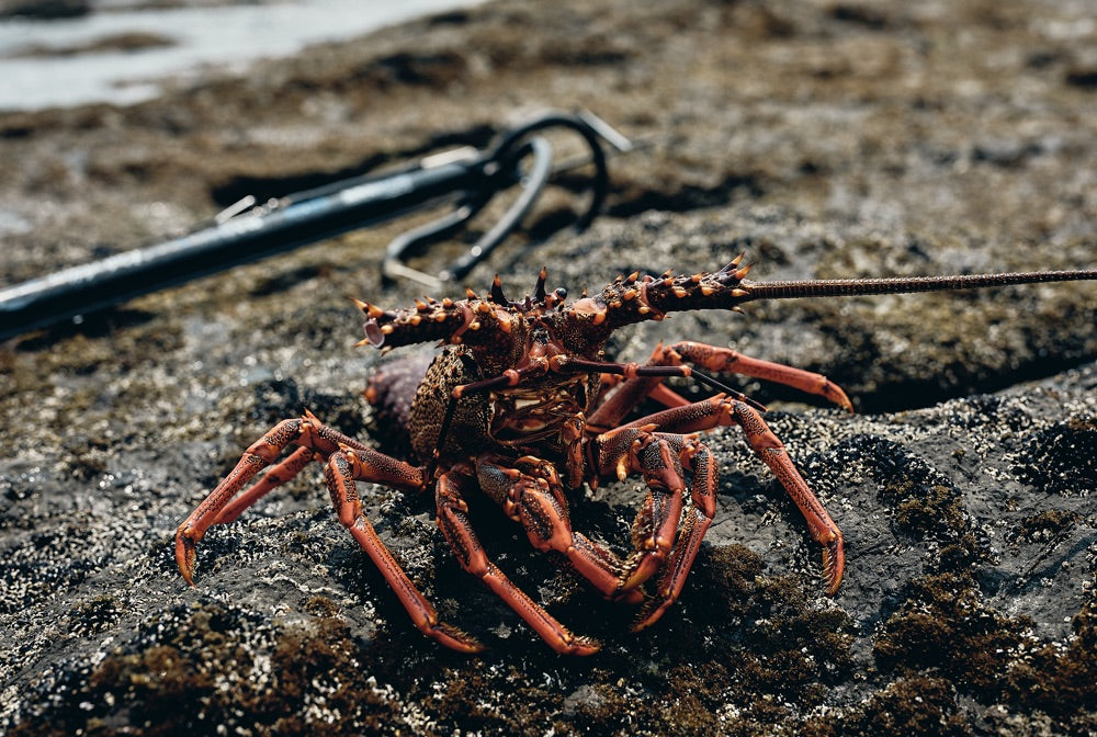 Sense of adventure: A crayfish poses for the camera on a rock shelf