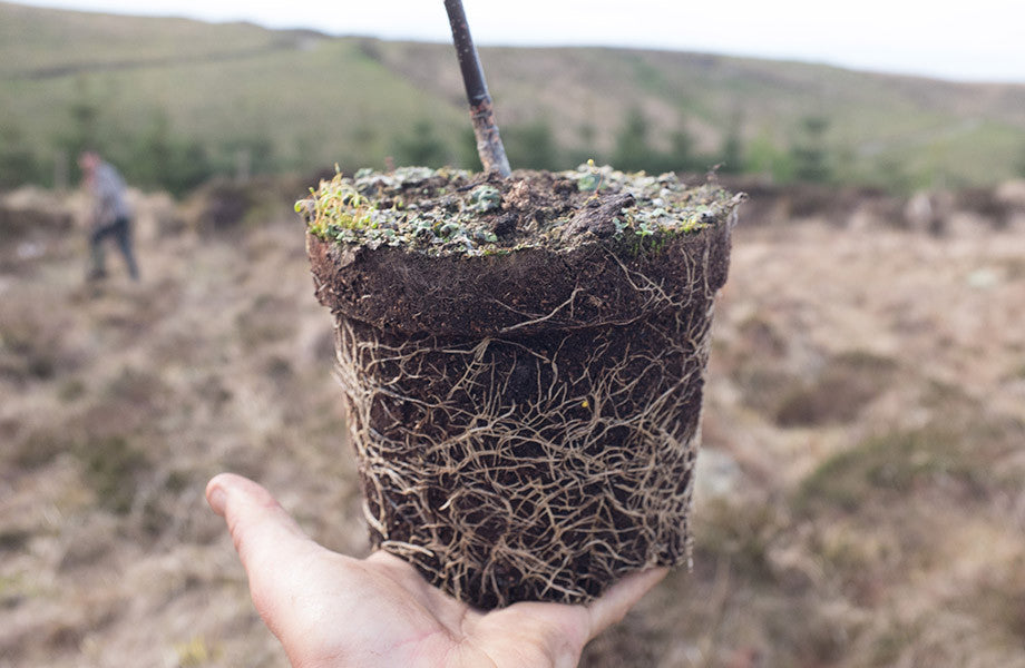 Planting trees on the Atlantic coast of Ireland