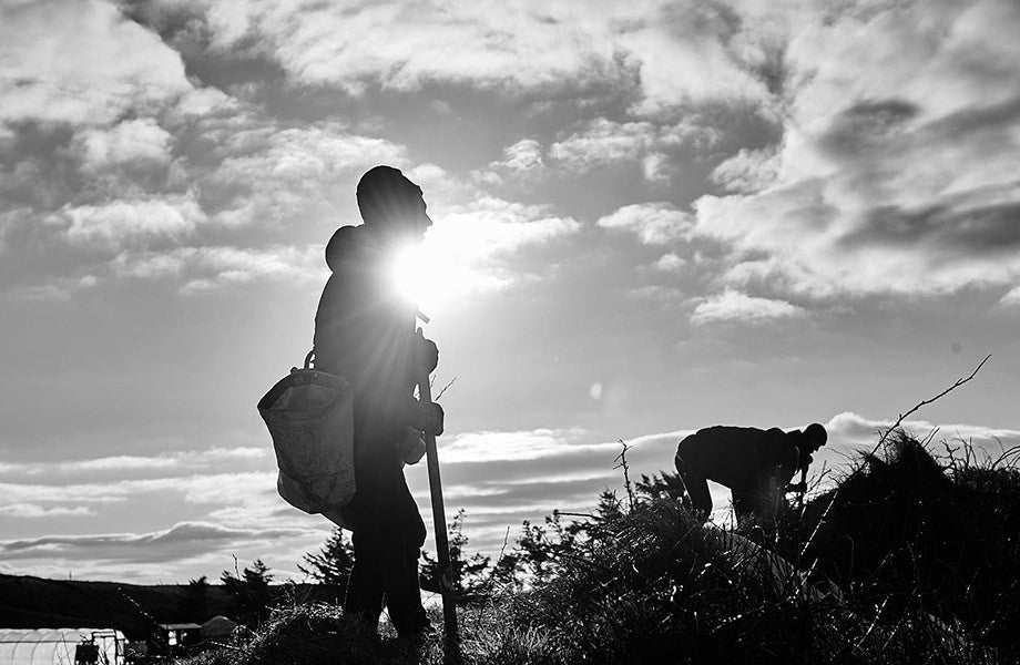 Planting trees on the Atlantic coast of Ireland