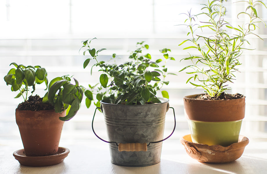 Nurturing house plants