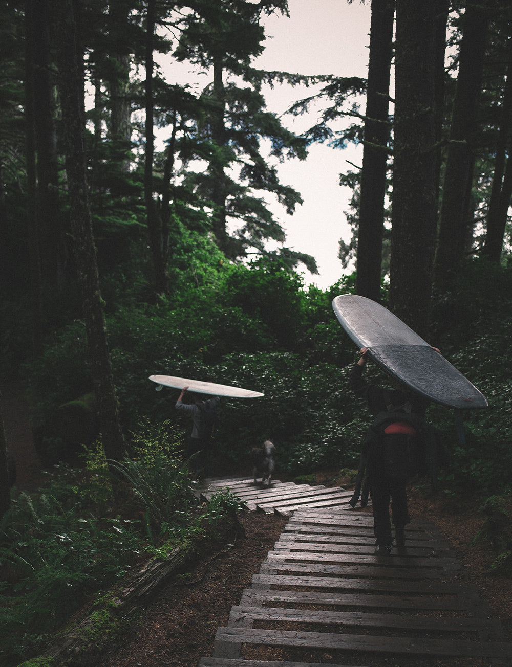 2 surfers carry longboards through the trees towards the beach