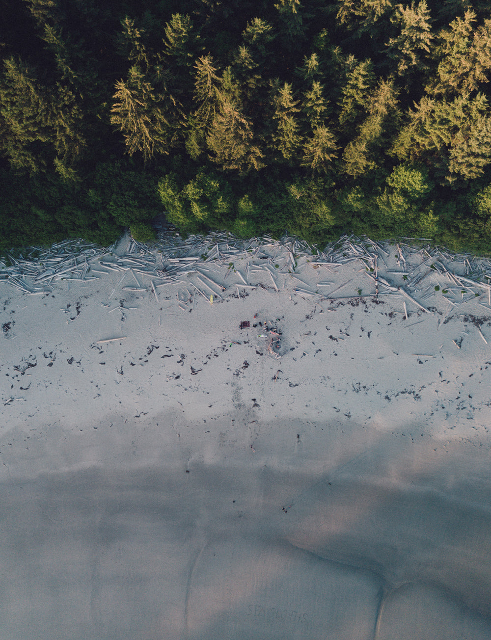 An aerial view of a beach with driftwood and dense trees