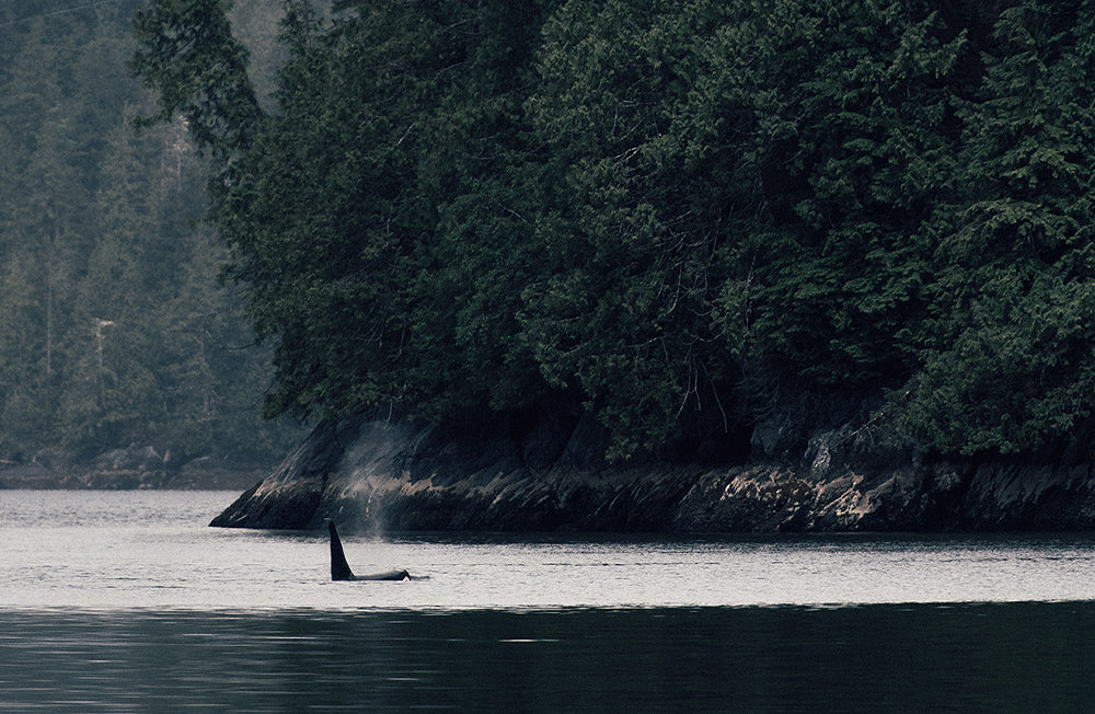 Die Flosse eines Orcas ist vor einer nebligen Waldkulisse zu sehen