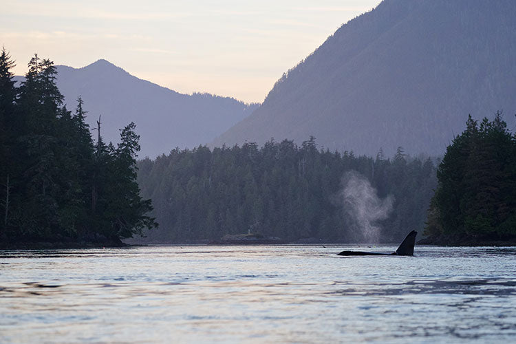 Ocra whale, Tonfino, Canada