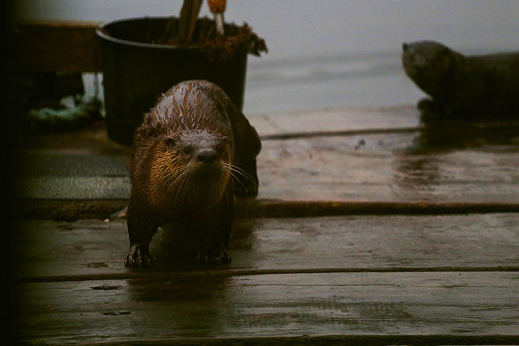 Otters on the float boat