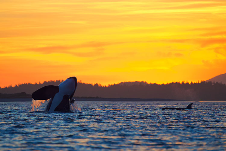 Ocra whales, Tonfino, Canada