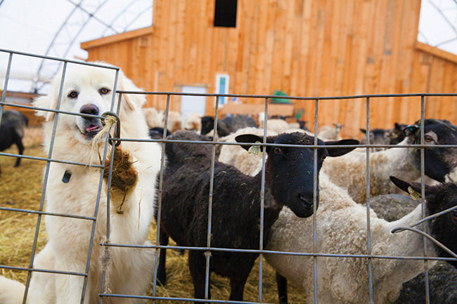 The Good Supply in Pemaquid Maine Midcoast Artisan Store Gotland Sheep Pelt Sheepskins for Sheepstock 2020 Made in USA