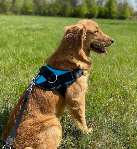 Flexy Power Hundegeschirr, strapazier- und anpassbar_Deinlieblingstier