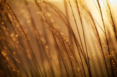 wheat germ, a spermidine-rich food that promotes healthy aging - Image source: Pexels