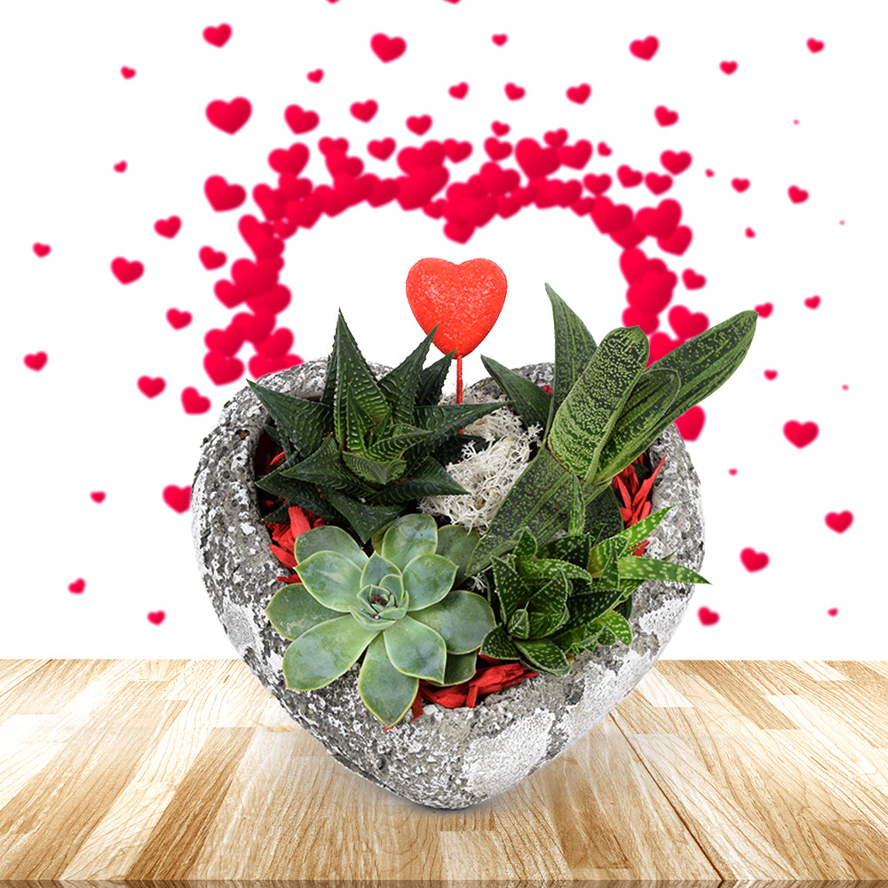 Heart To Heart Succulent Rock Garden Floral Gift Baskets Canada Delivery