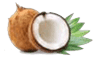 Body Hack Coconut source MCT Oil in Malaysia