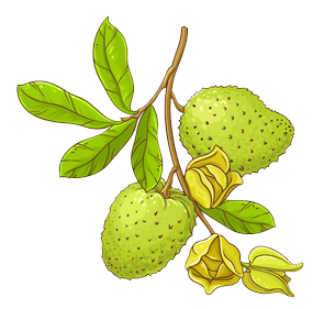 Graviola Tea - daun sirsak atau daun durian belanda