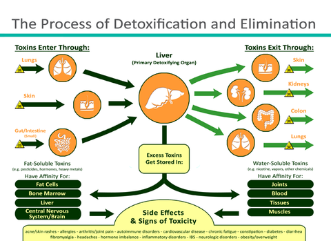 Liver detoxification pathways