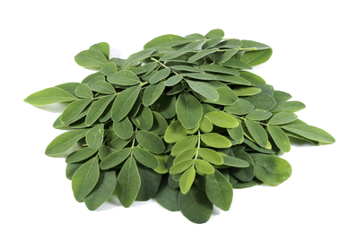 Moringa leaf tea Malaysia