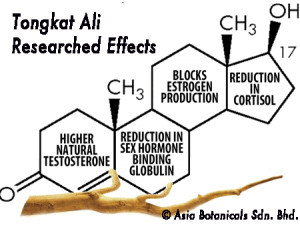 Tongkat Ali Plus supports hormonal health and testosterone