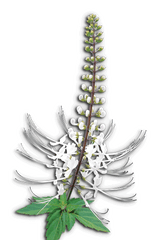 Misai Kucing (Orthosiphon) for arthritis, high blood pressure and diabetes