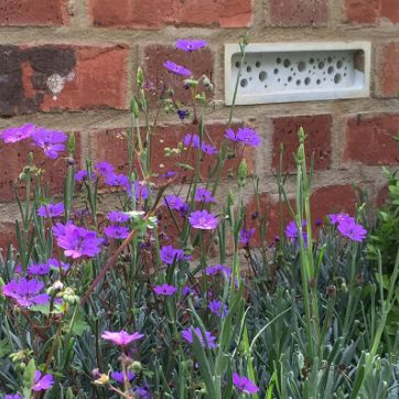 Bee Brick in a wall