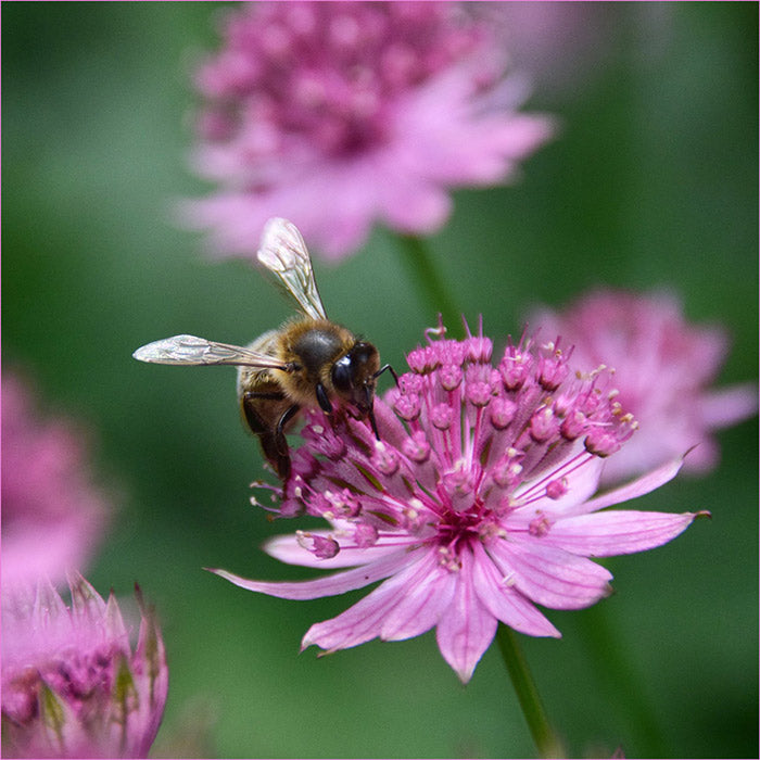 Bee friendly planting ideas bee on flower from great british bee count competition