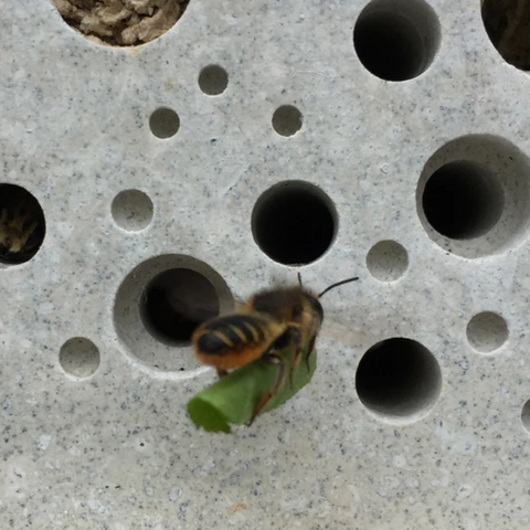 leaf cutter bee carrying a leaf to build its nest in a Green&Blue Bee Brick