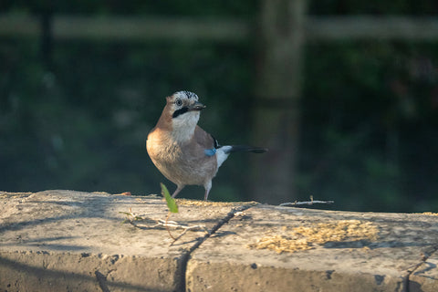 A jay in the shade