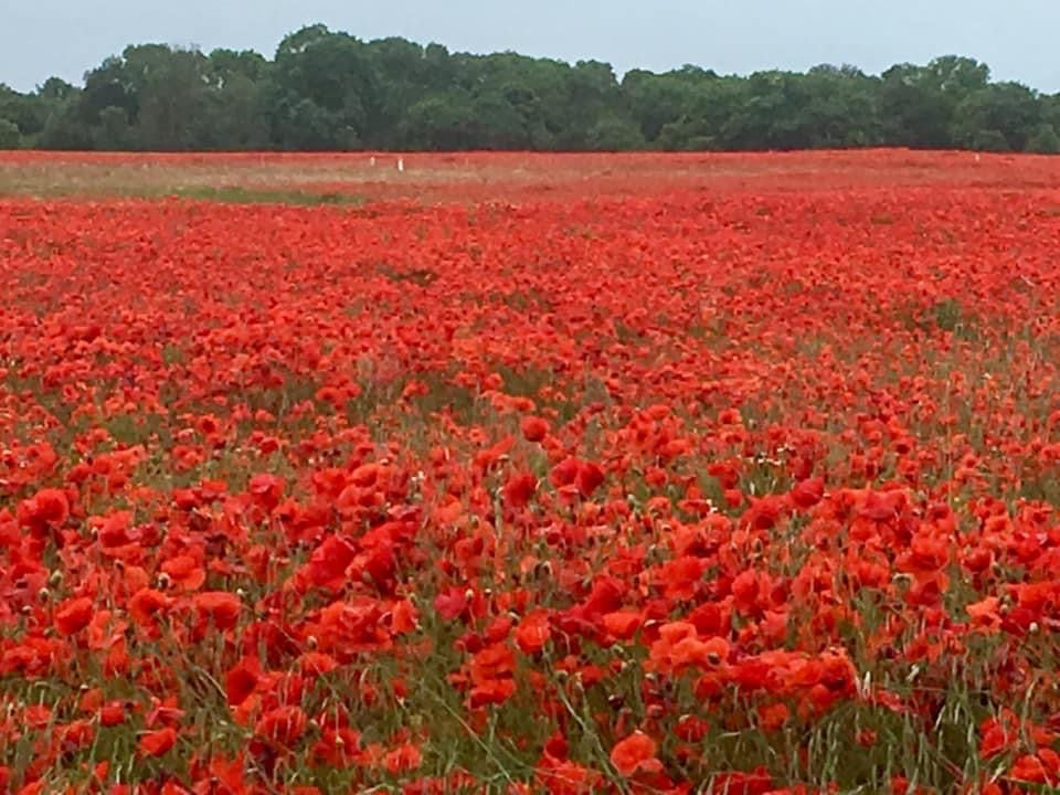 Red wildflower fields