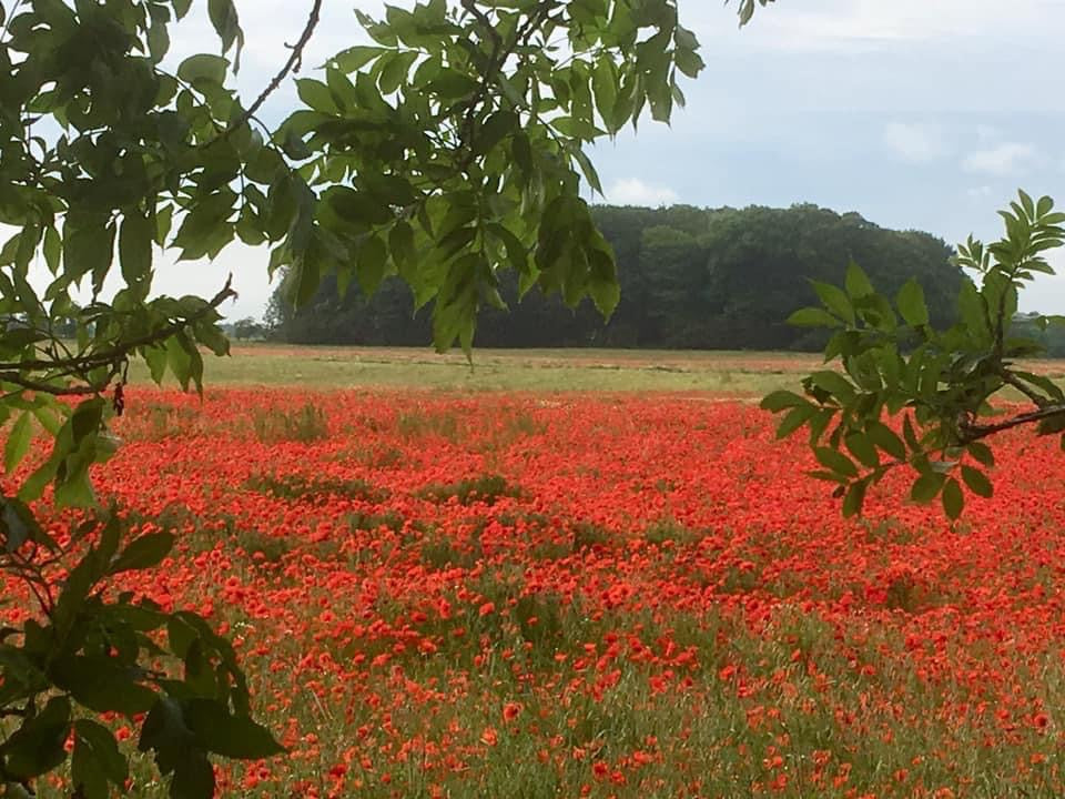 Beautiful red wildflower field, illustrating a haven for wildlife about to be developed by builders