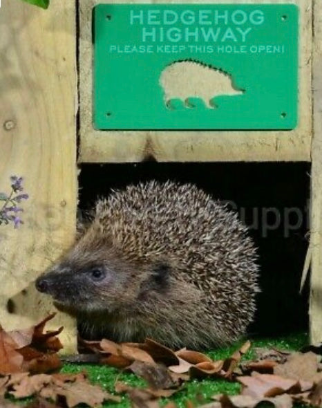 Hedgehog highway image with hedgehog using the small tunnel