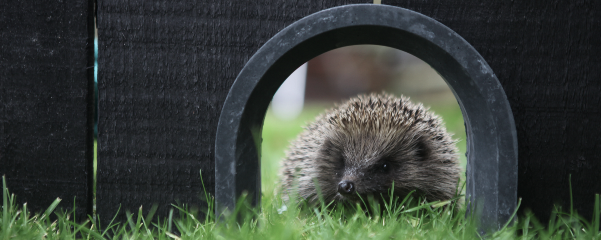 Green&Blue hedgehog link with hedgehog nose poking through